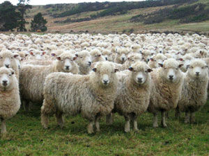 -sheep_herd.jpg
