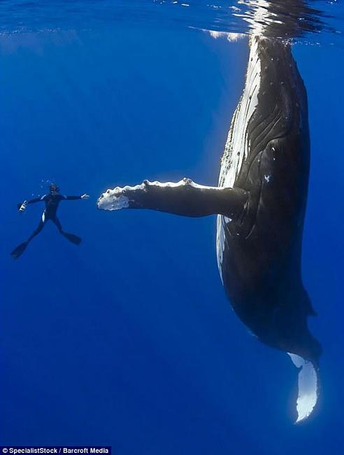 -diver-whale-high-five-perfect-timing.jpg