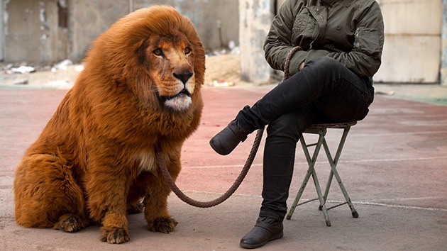 Un zoo chino 'disfrazaba' perros y ratas de leones y reptiles-leondistrazado.jpg