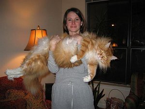 Imagen curiosa-gato-gigante-bolsia.jpg