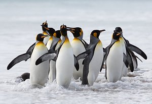 Pulsa en la imagen para verla en tamao completo

Nombre: pinguinos-rey.jpg
Visitas: 16
Tamao: 25.6 KB
ID: 402