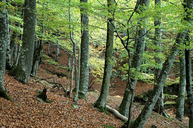 Eguzki, Ganador 70 euros, tema a rellenar-bosque-de-altube.jpg